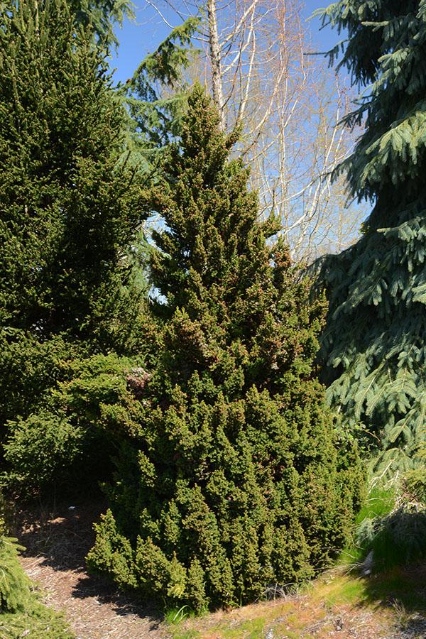 Cryptomeria Japonica 'black Dragon' - View 9 from www redcrocus com