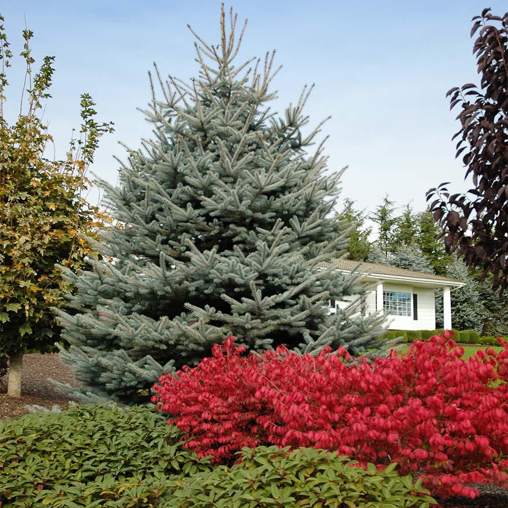 Picea Pungens 'fat Albert' - View 10 from www redcrocus com
