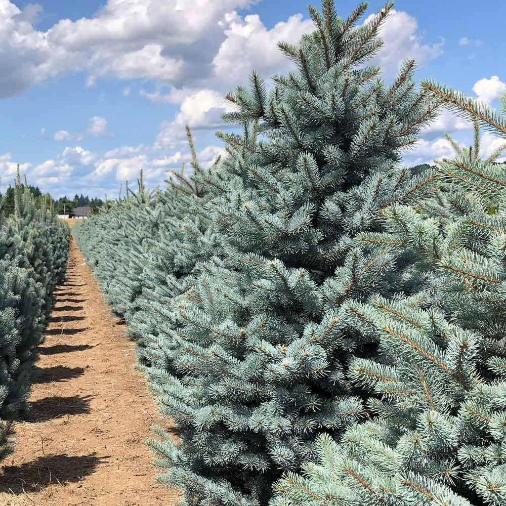 Picea Pungens 'fat Albert' - View 13 from www redcrocus com