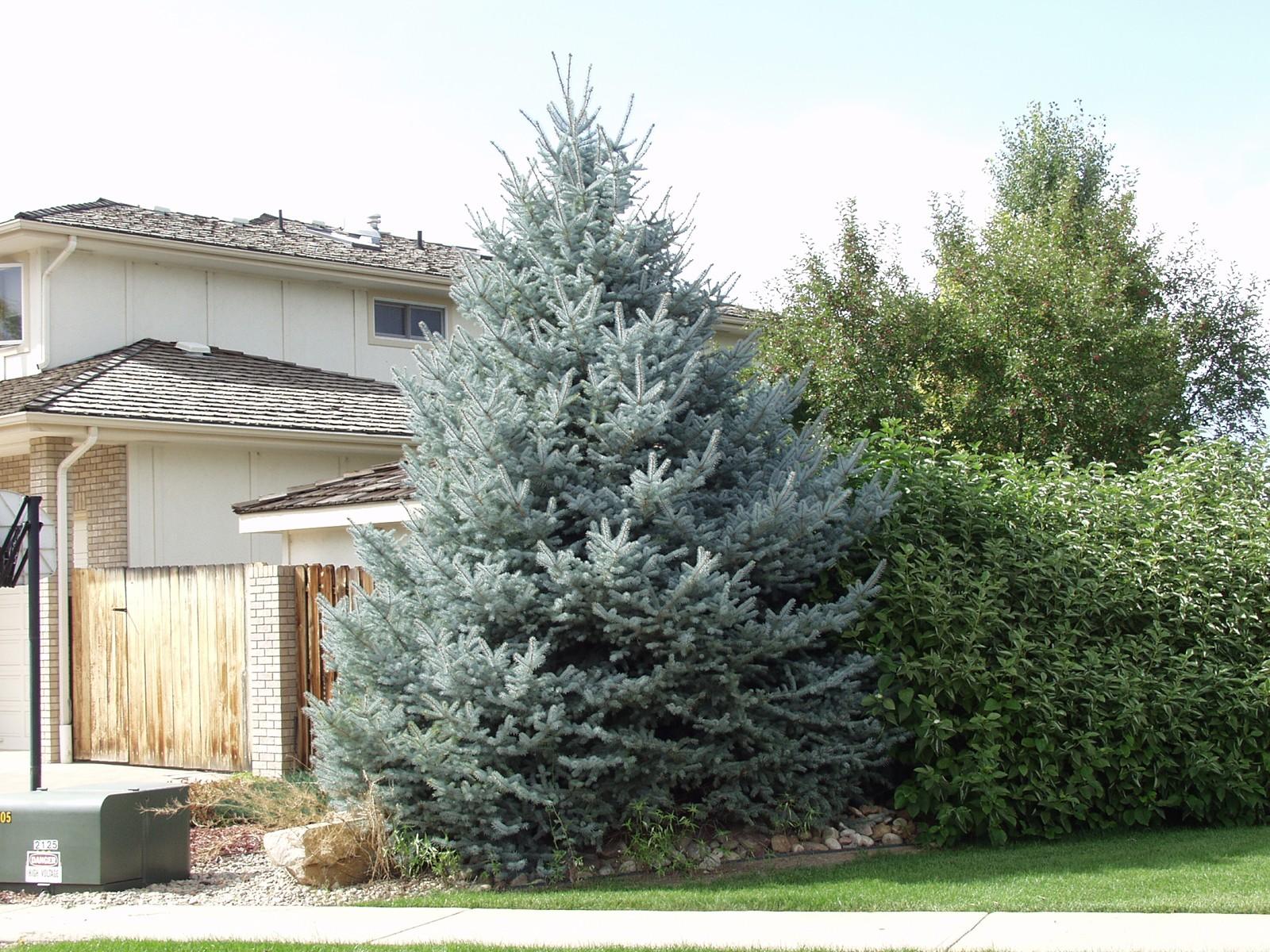 Picea Pungens 'fat Albert' - View 15 from www redcrocus com