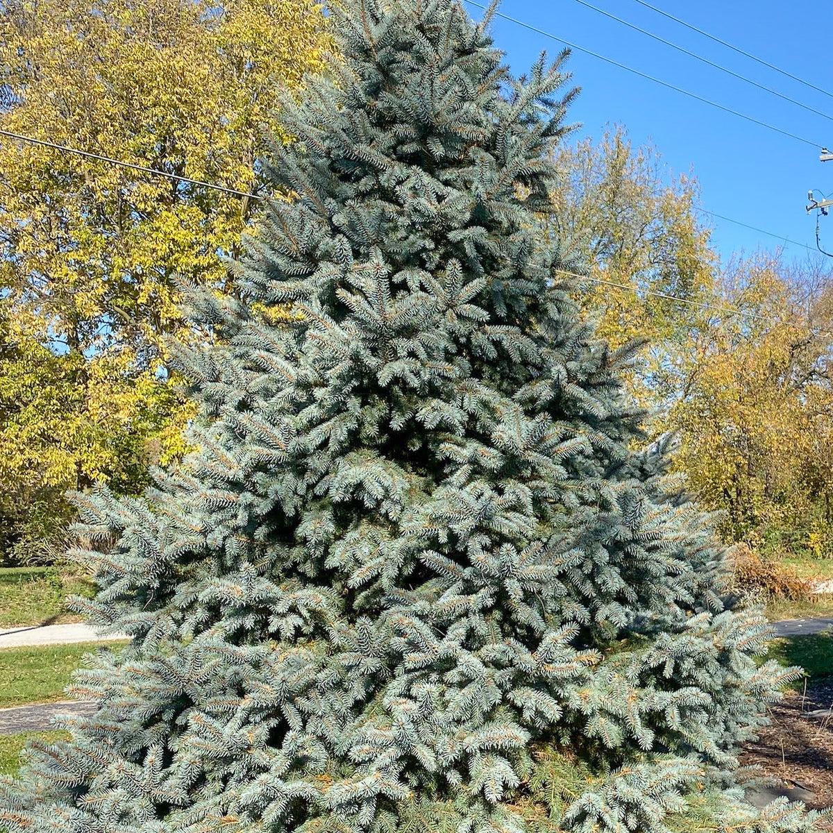 Picea Pungens 'fat Albert' - View 17 from www redcrocus com