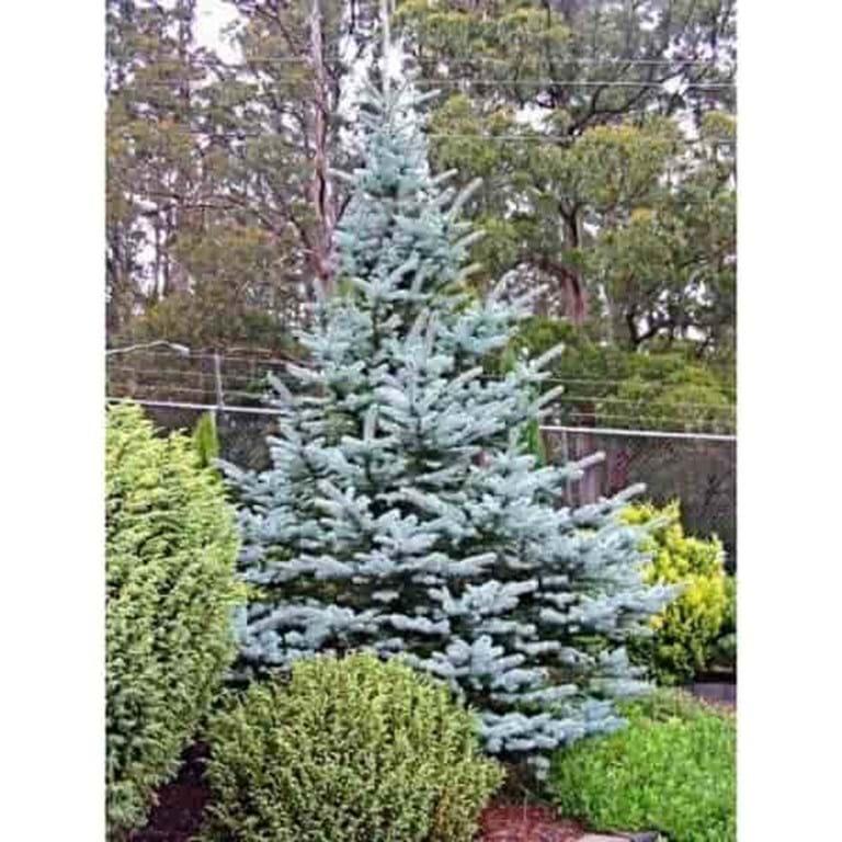 Picea Pungens 'fat Albert' - View 19 from www redcrocus com