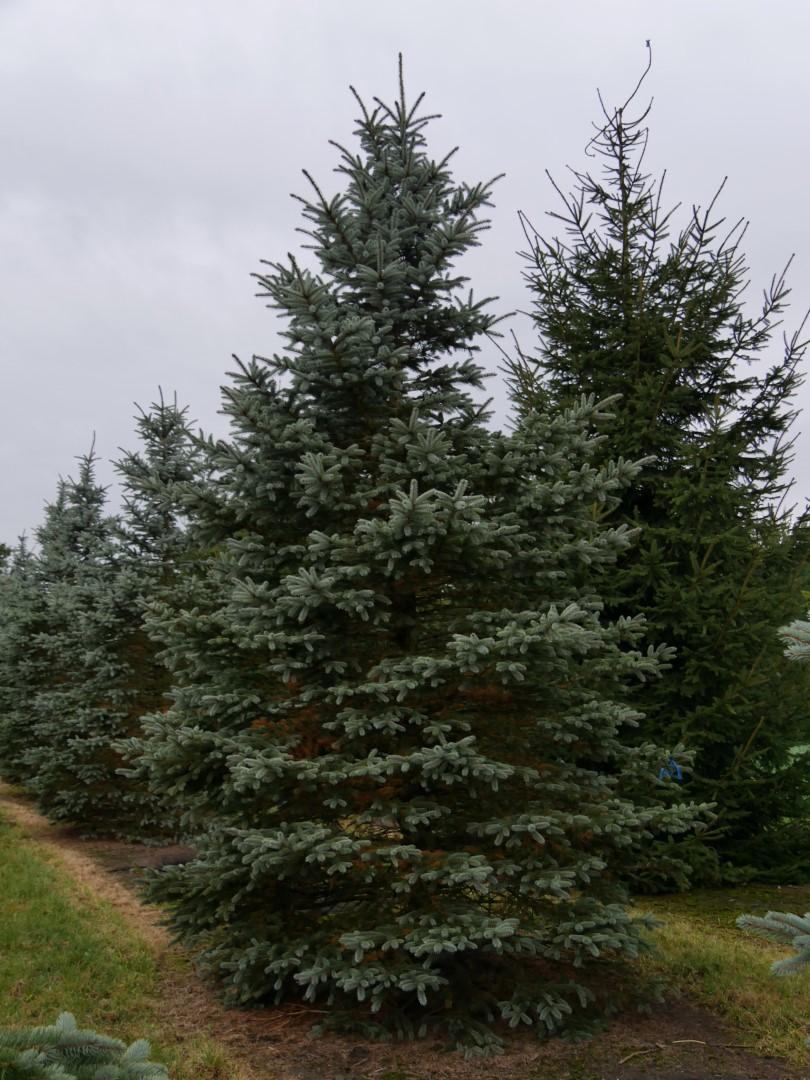 Picea Pungens 'fat Albert' - View 21 from www redcrocus com