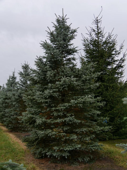 Picea Pungens 'fat Albert' - View 21 from www redcrocus com