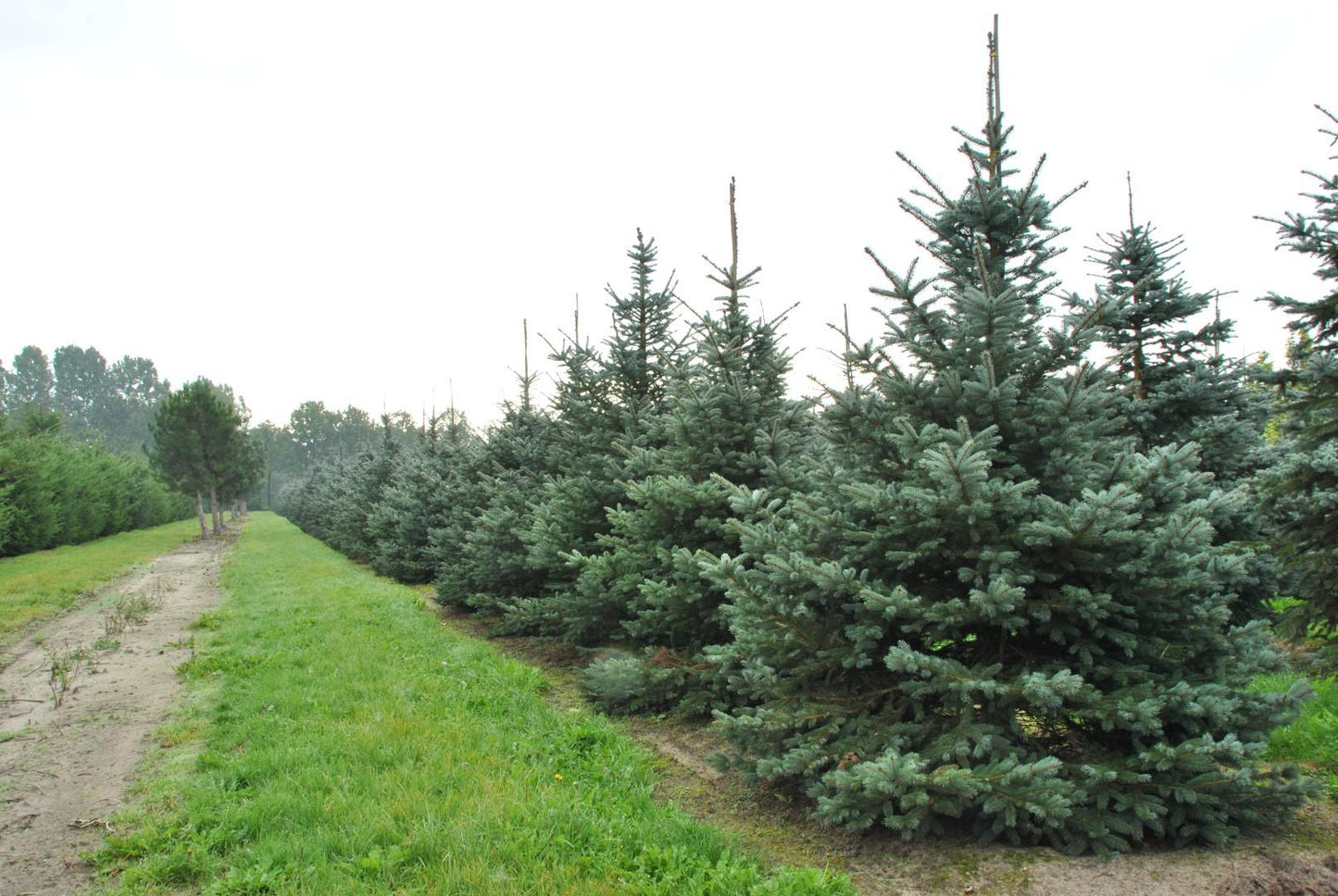 Picea Pungens 'fat Albert' - View 22 from www redcrocus com