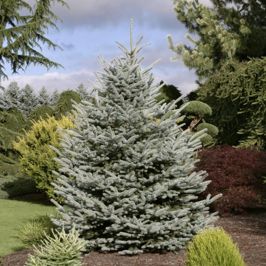Picea Pungens 'fat Albert' - View 29 from www redcrocus com
