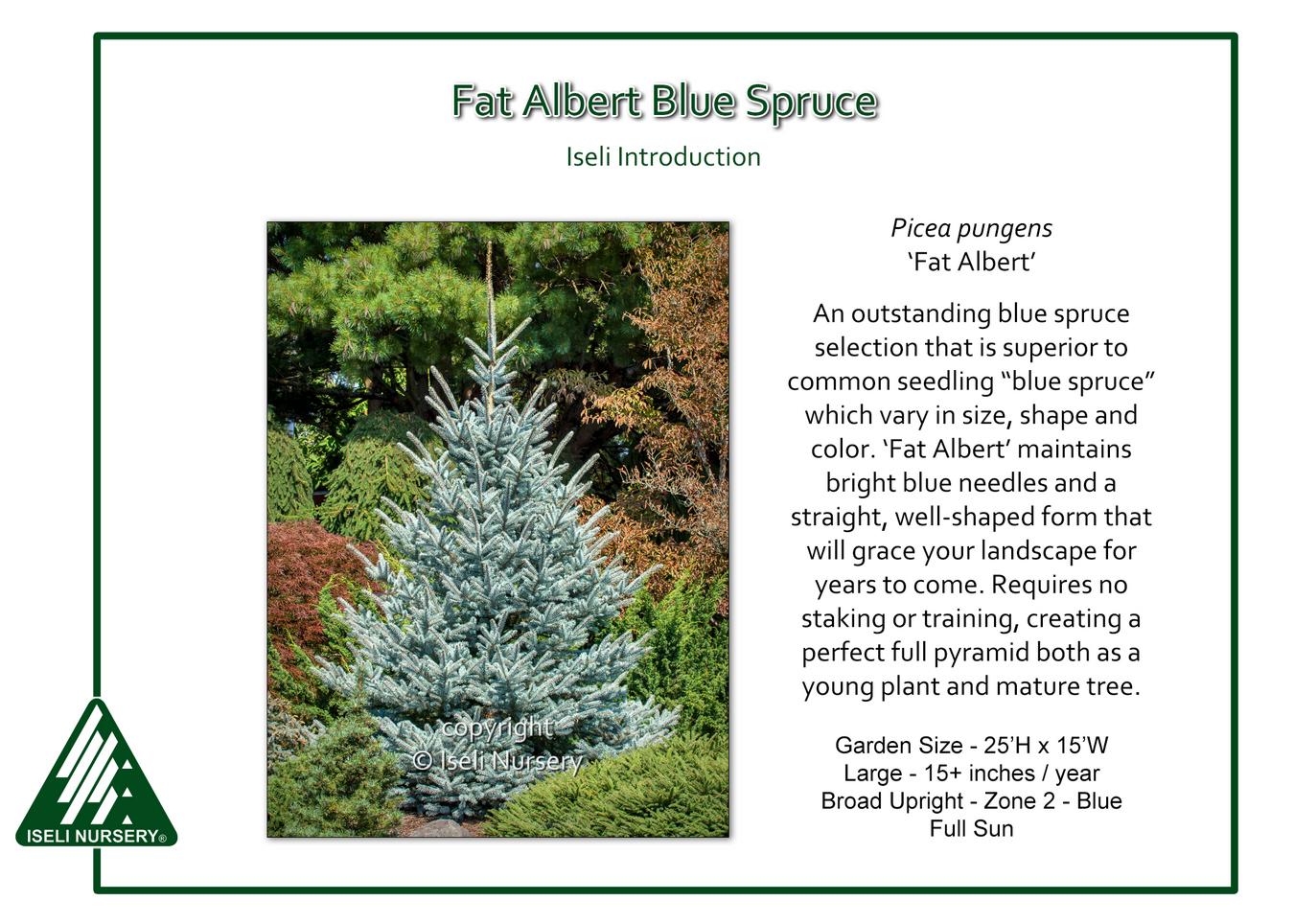 Picea Pungens 'fat Albert' - View 2 from www redcrocus com