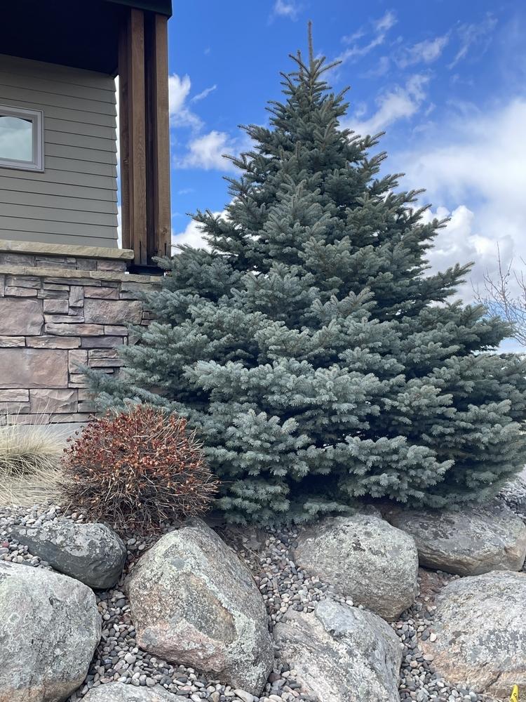 Picea Pungens 'fat Albert' - View 30 from www redcrocus com