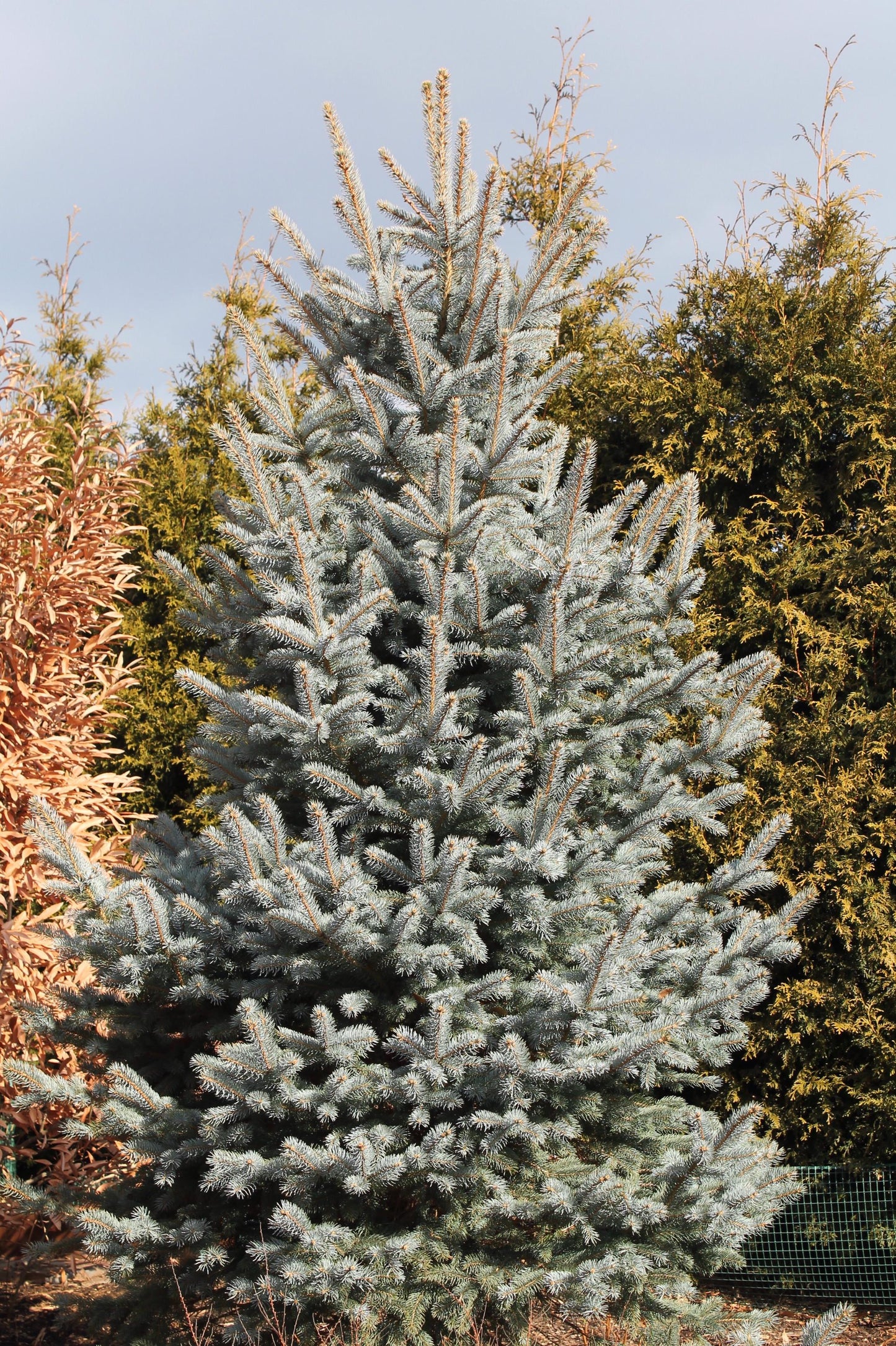 Picea Pungens 'fat Albert' - View 34 from www redcrocus com