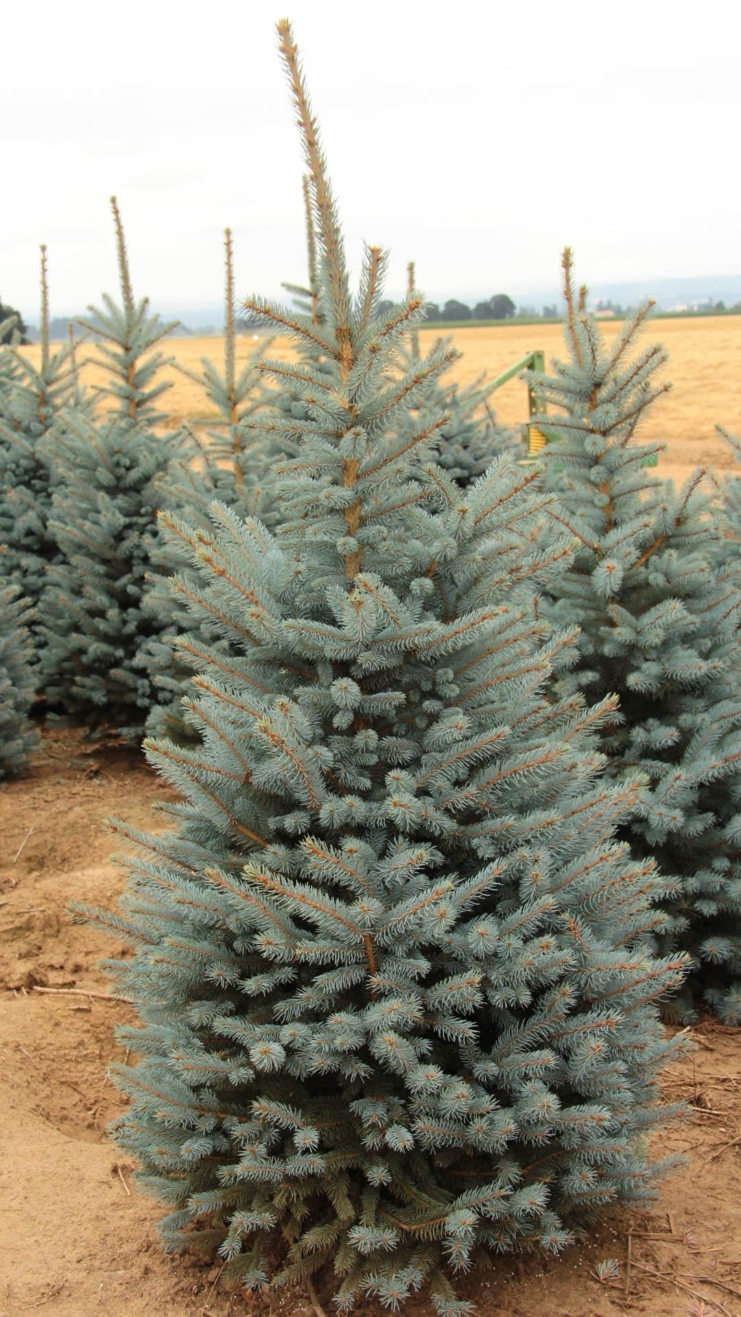 Picea Pungens 'fat Albert' - View 35 from www redcrocus com