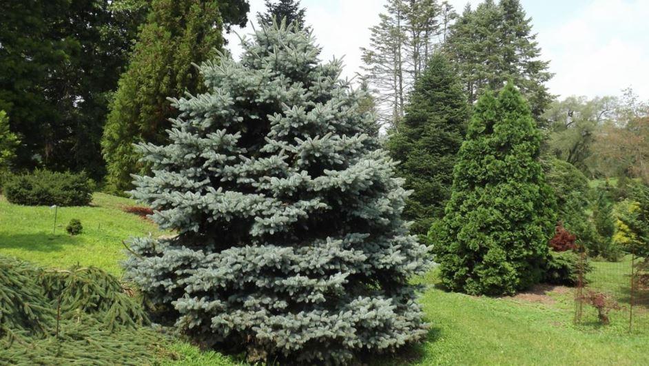Picea Pungens 'fat Albert' - View 36 from www redcrocus com