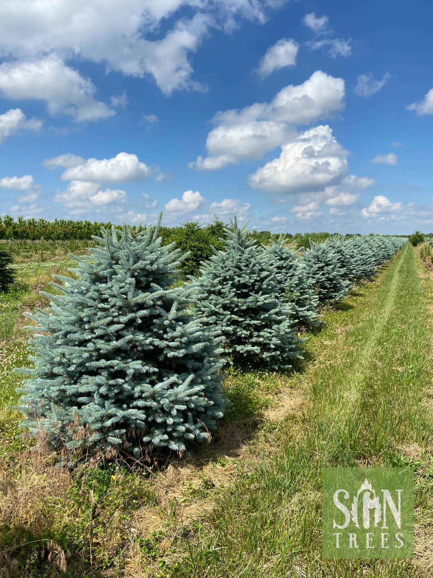 Picea Pungens 'fat Albert' - View 38 from www redcrocus com