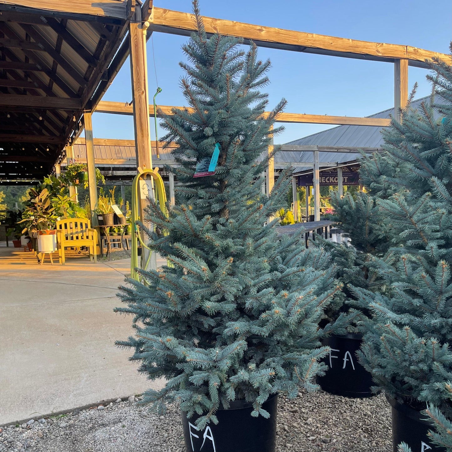 Picea Pungens 'fat Albert' - View 40 from www redcrocus com