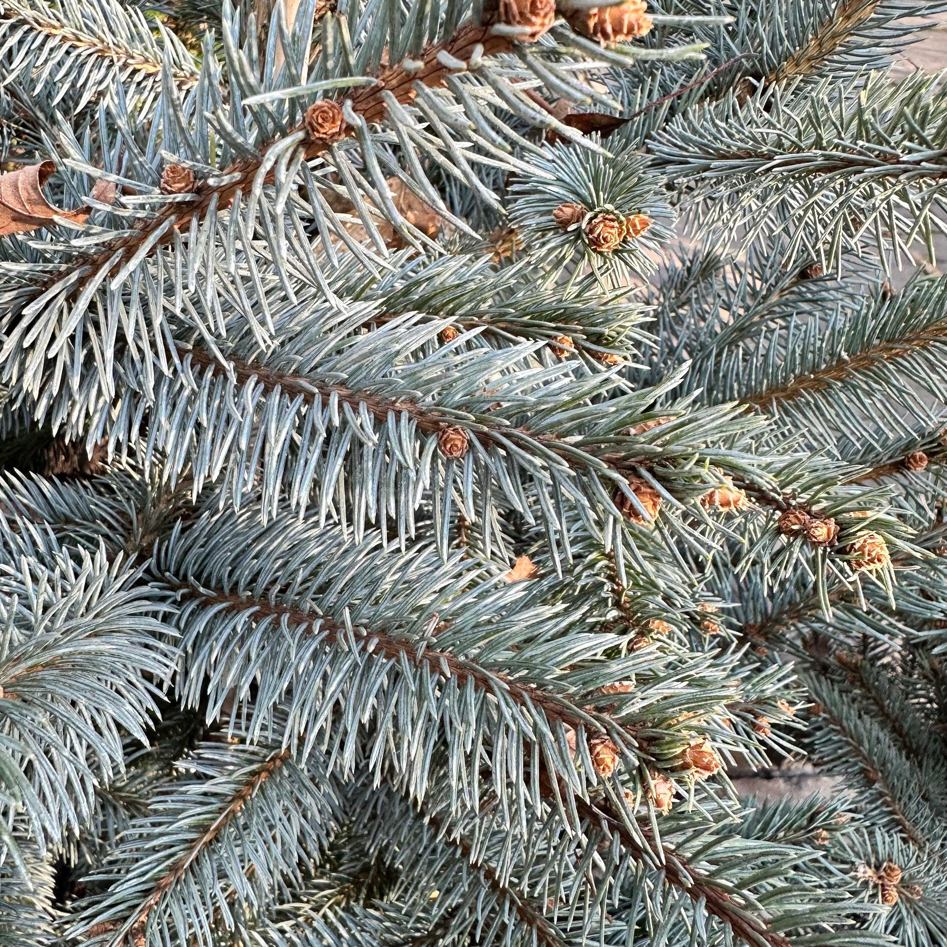 Picea Pungens 'fat Albert' - View 4 from www redcrocus com