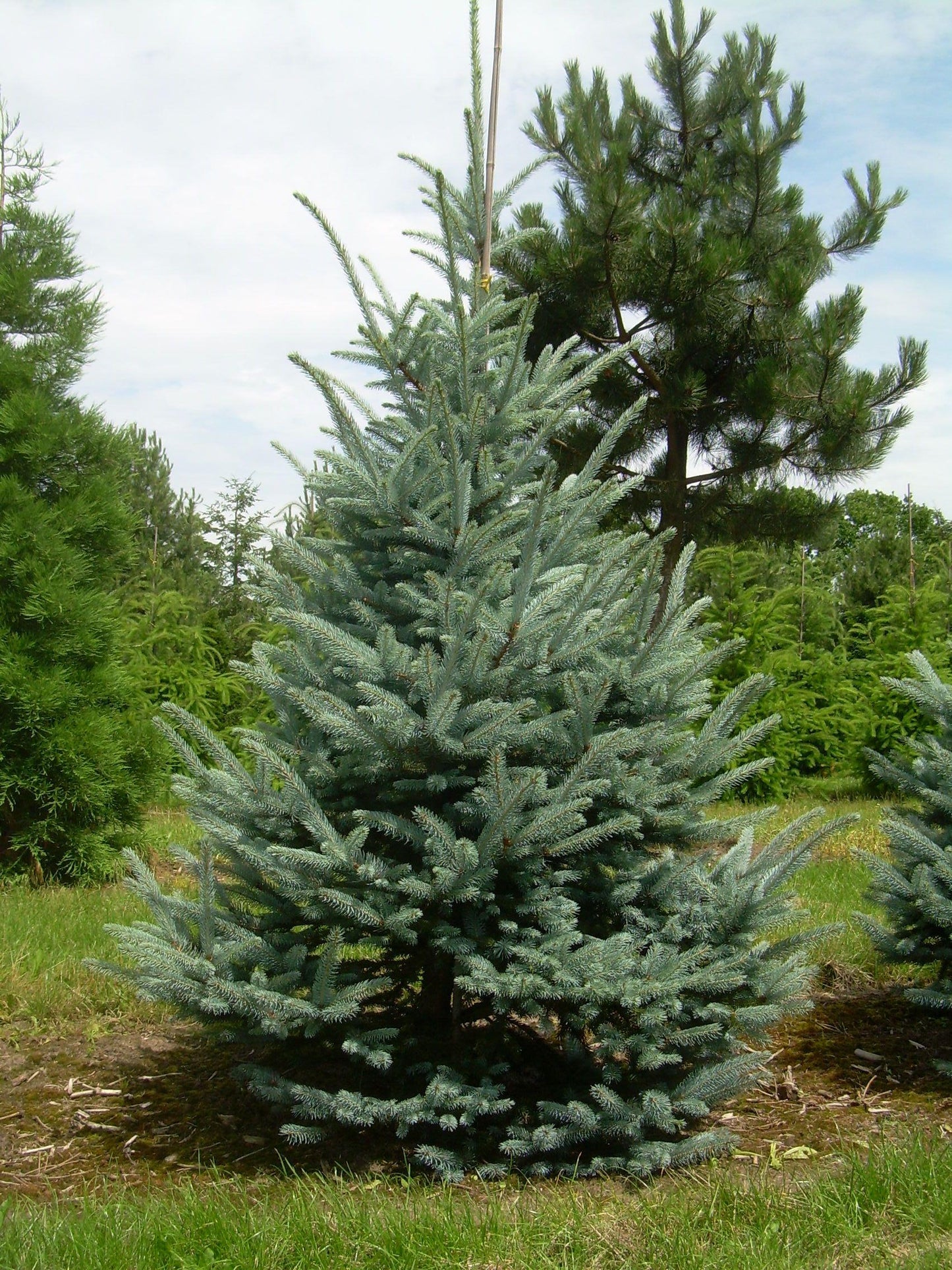 Picea Pungens 'fat Albert' - View 6 from www redcrocus com