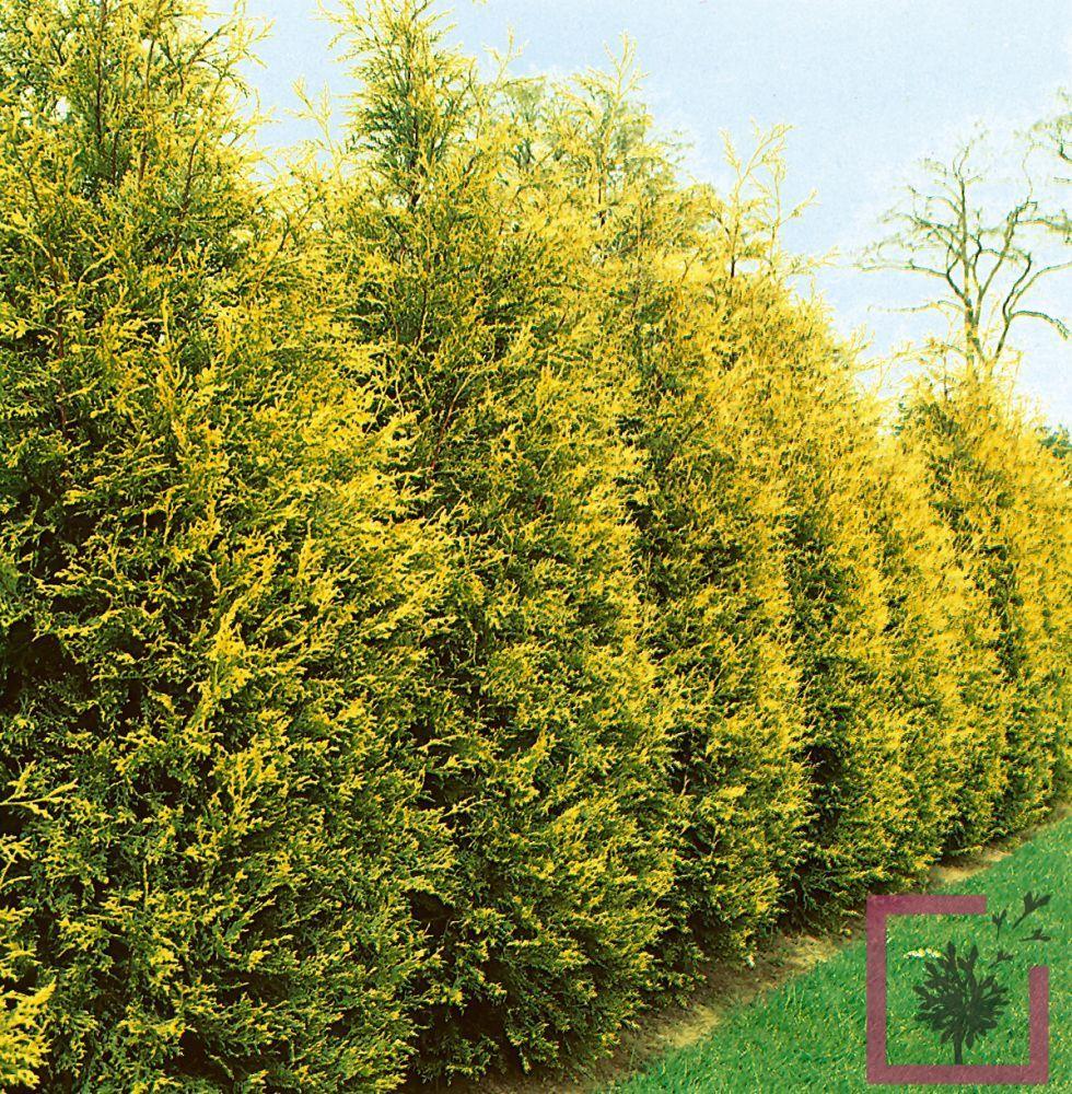 Cupressocyparis Leylandii - View 4 from www redcrocus com