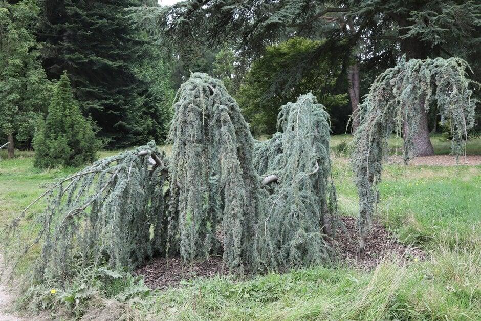Cedrus Atlantica 'glauca' - View 14 from www redcrocus com