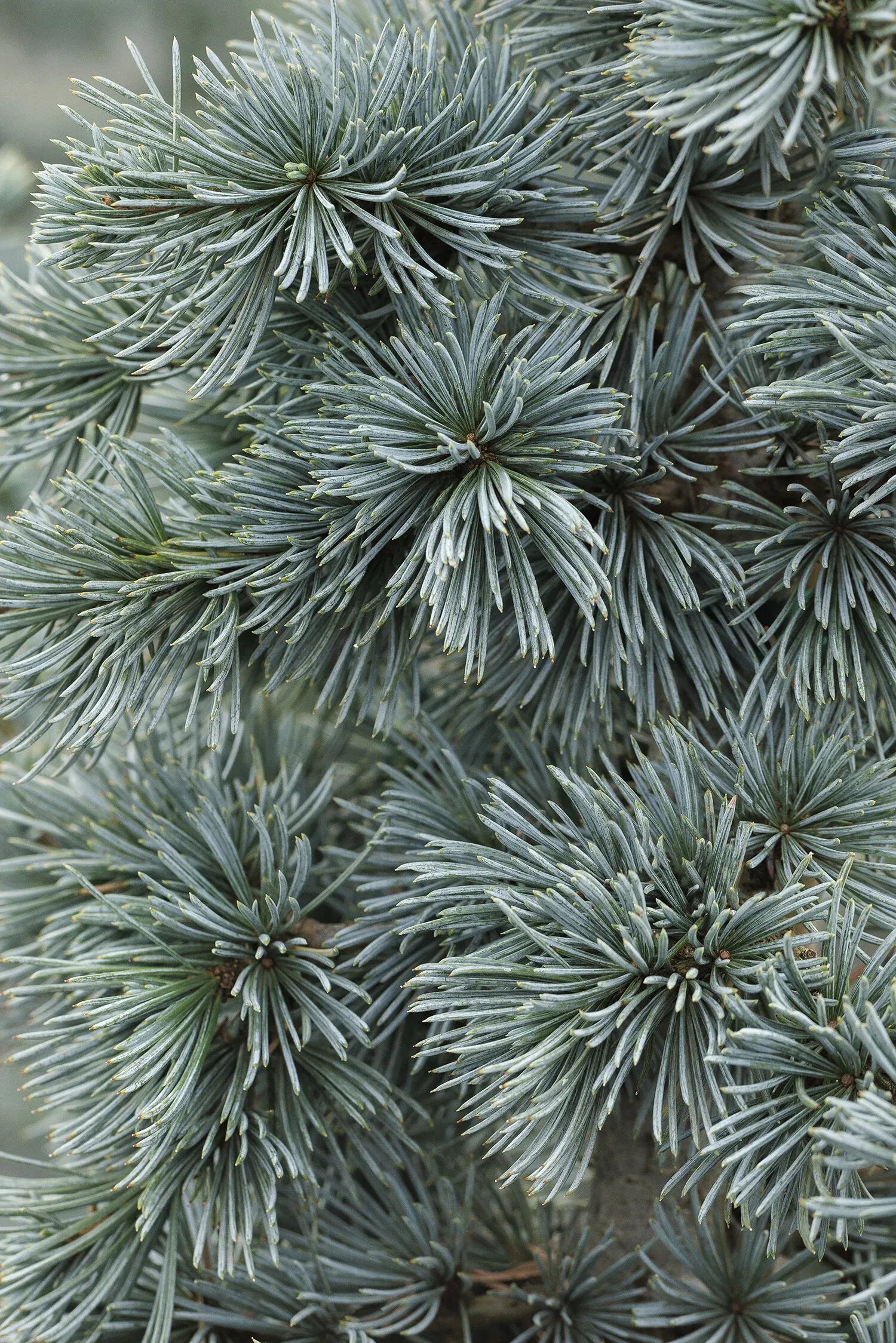 Cedrus Atlantica 'glauca' - View 16 from www redcrocus com
