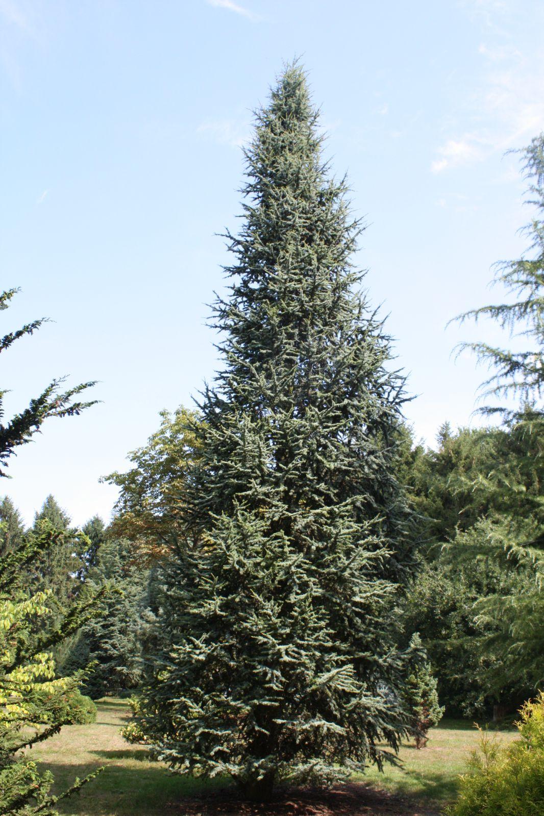 Cedrus Atlantica 'glauca' - View 16 from www redcrocus com