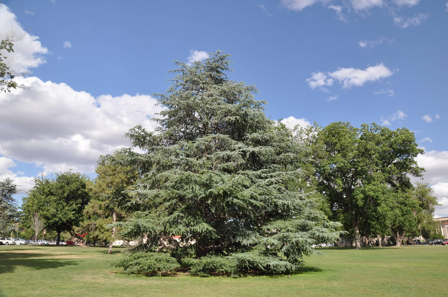 Cedrus Atlantica 'glauca' - View 1 from www redcrocus com