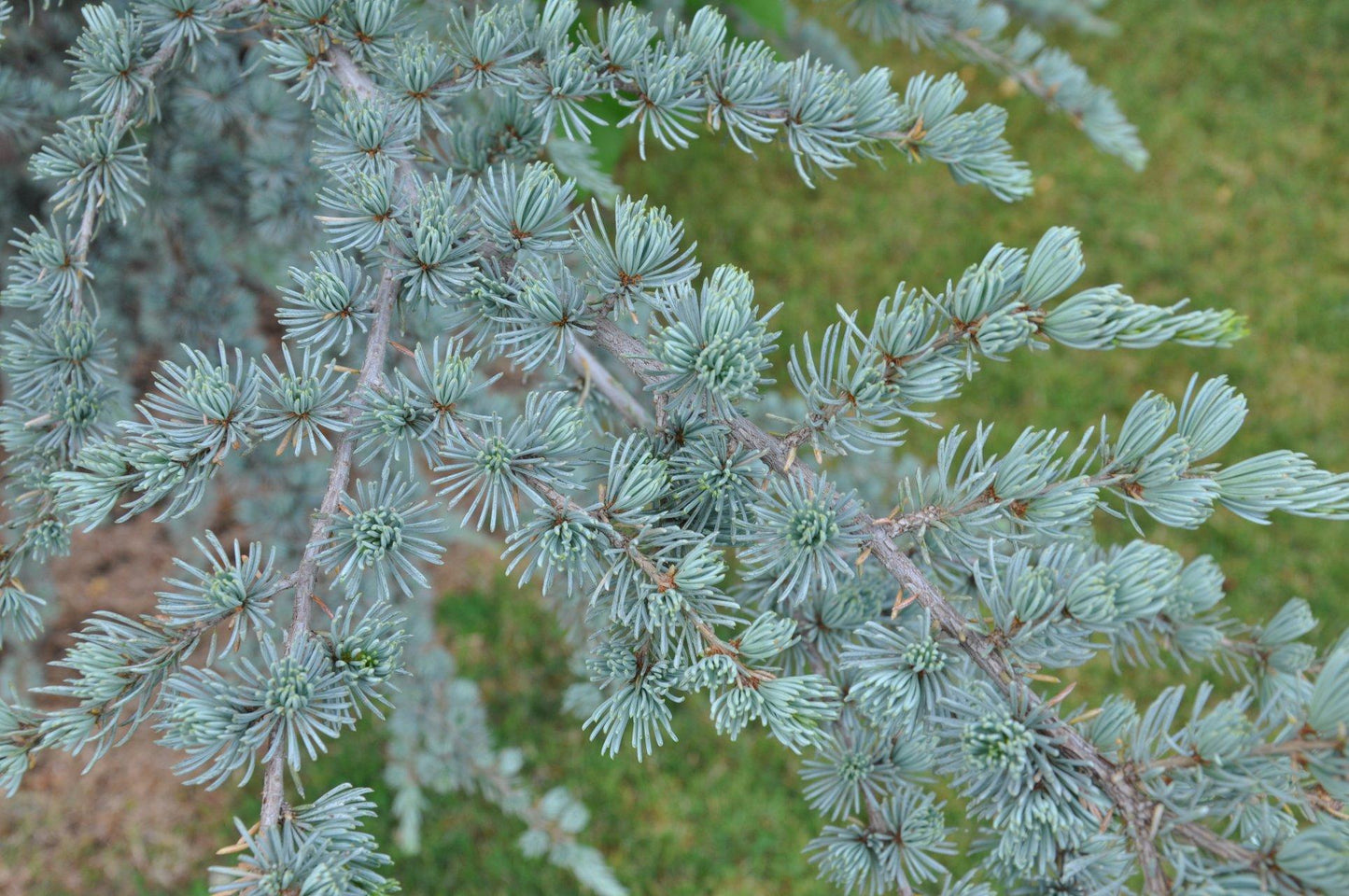 Cedrus Atlantica 'glauca' - View 20 from www redcrocus com