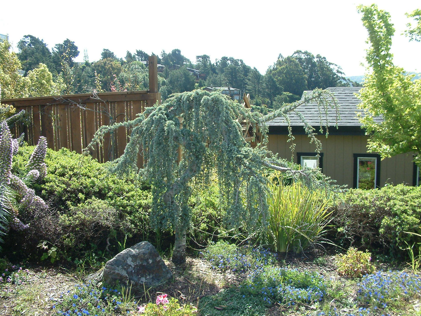 Cedrus Atlantica 'glauca' - View 21 from www redcrocus com