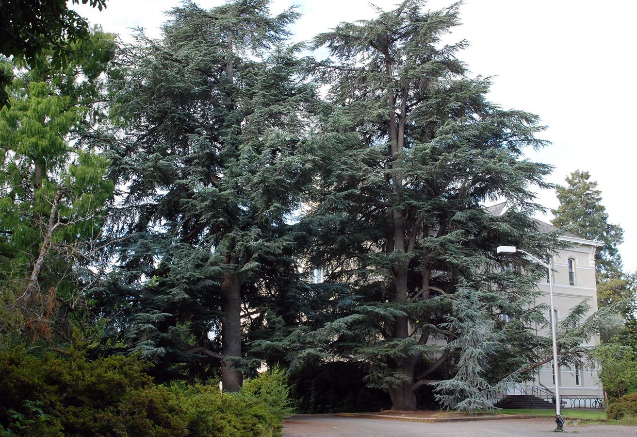 Cedrus Atlantica 'glauca' - View 24 from www redcrocus com