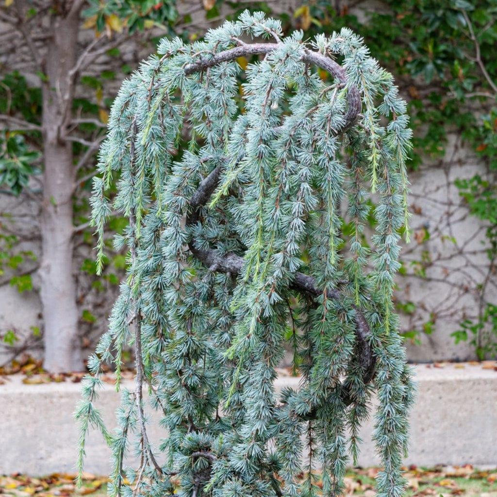 Cedrus Atlantica 'glauca' - View 25 from www redcrocus com