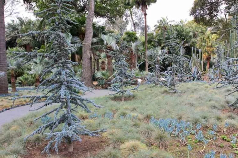 Cedrus Atlantica 'glauca' - View 26 from www redcrocus com