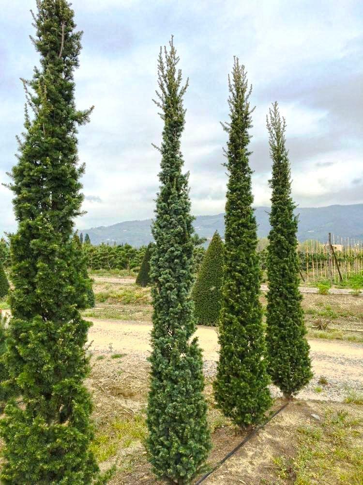 Cedrus Atlantica 'glauca' - View 26 from www redcrocus com