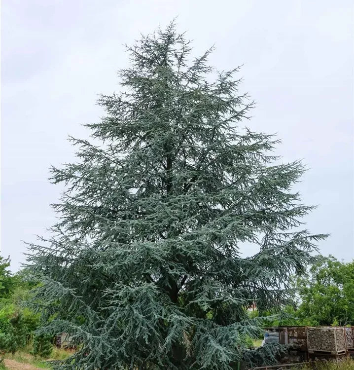 Cedrus Atlantica 'glauca' - View 29 from www redcrocus com