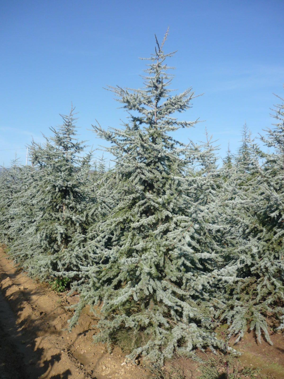 Cedrus Atlantica 'glauca' - View 2 from www redcrocus com