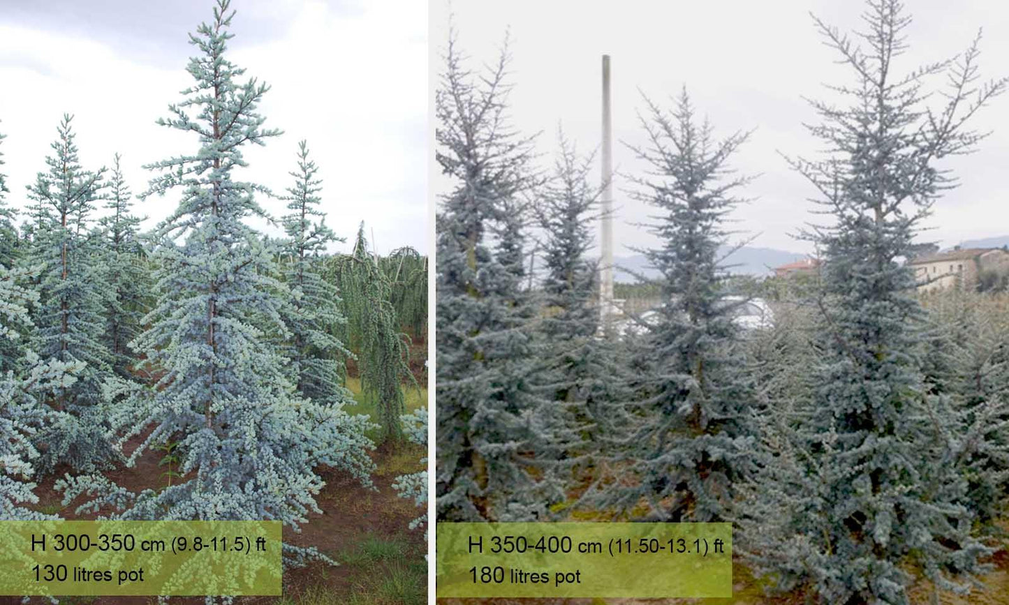 Cedrus Atlantica 'glauca' - View 31 from www redcrocus com