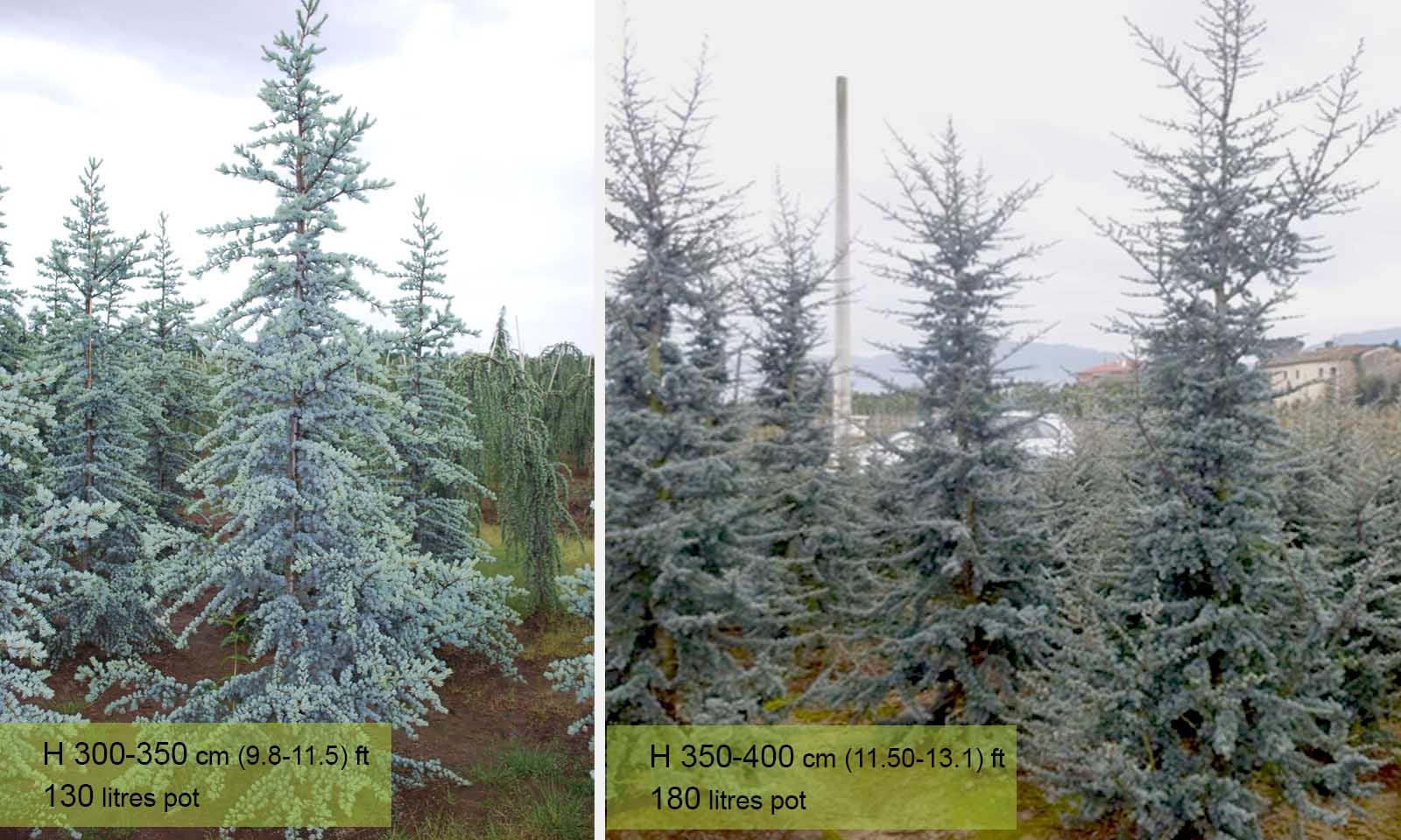 Cedrus Atlantica 'glauca' - View 31 from www redcrocus com