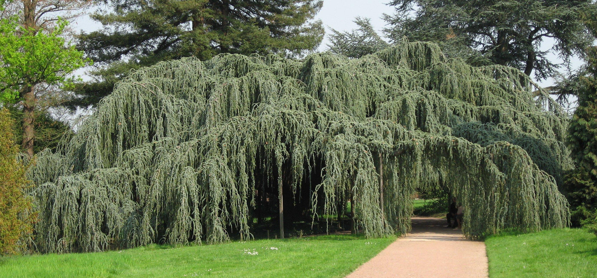 Cedrus Atlantica 'glauca' - View 32 from www redcrocus com