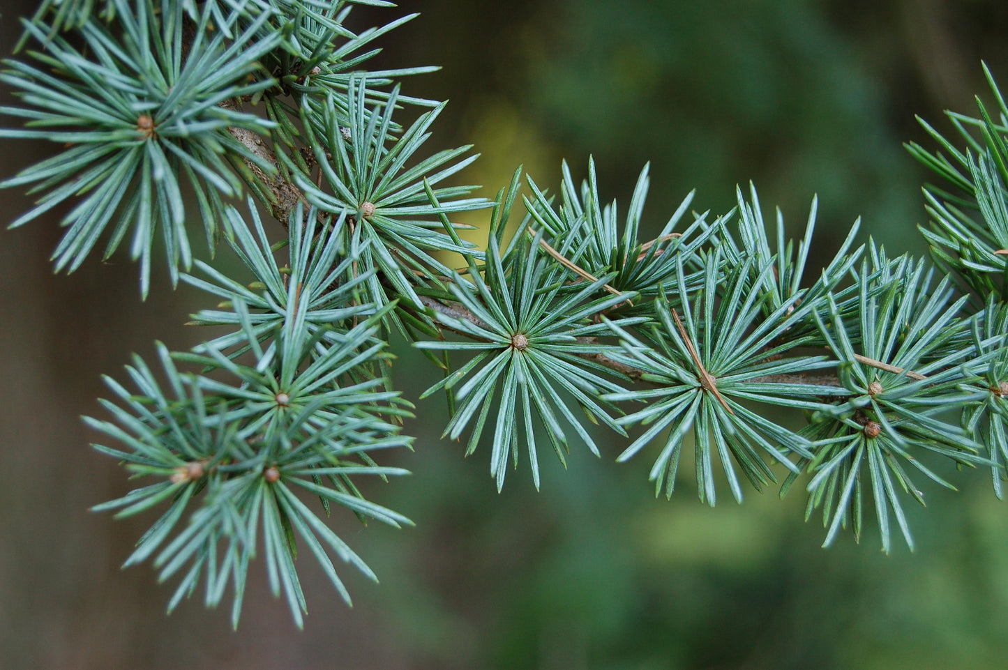 Cedrus Atlantica 'glauca' - View 33 from www redcrocus com