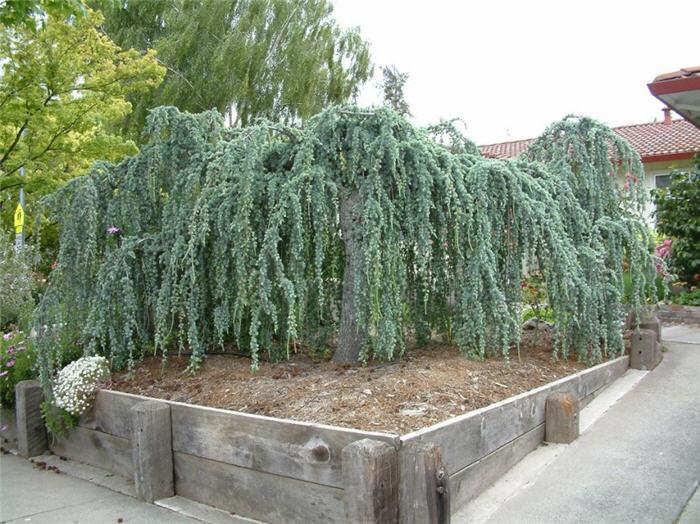 Cedrus Atlantica 'glauca' - View 39 from www redcrocus com
