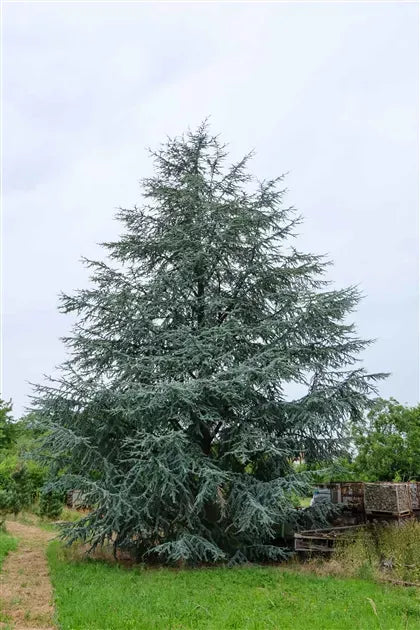 Cedrus Atlantica 'glauca' - View 40 from www redcrocus com
