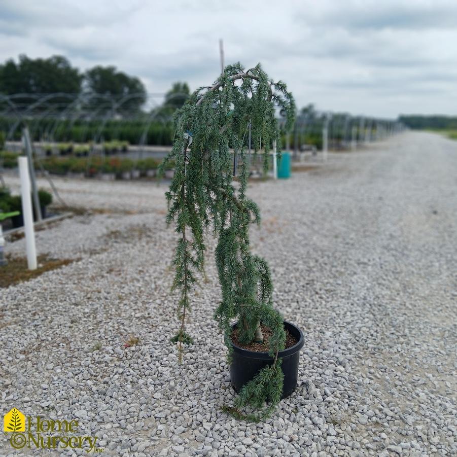 Cedrus Atlantica 'glauca' - View 4 from www redcrocus com