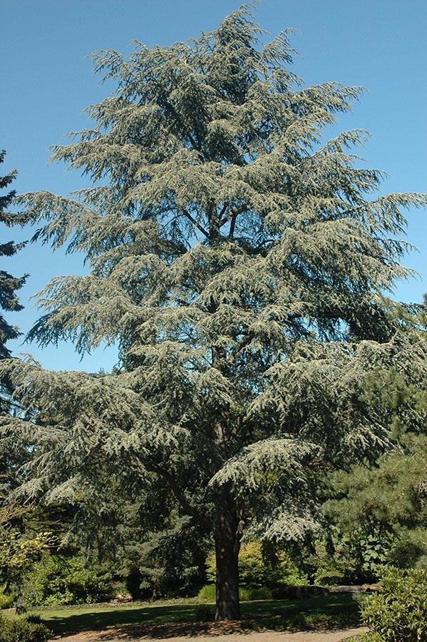 Cedrus Atlantica 'glauca' - View 5 from www redcrocus com