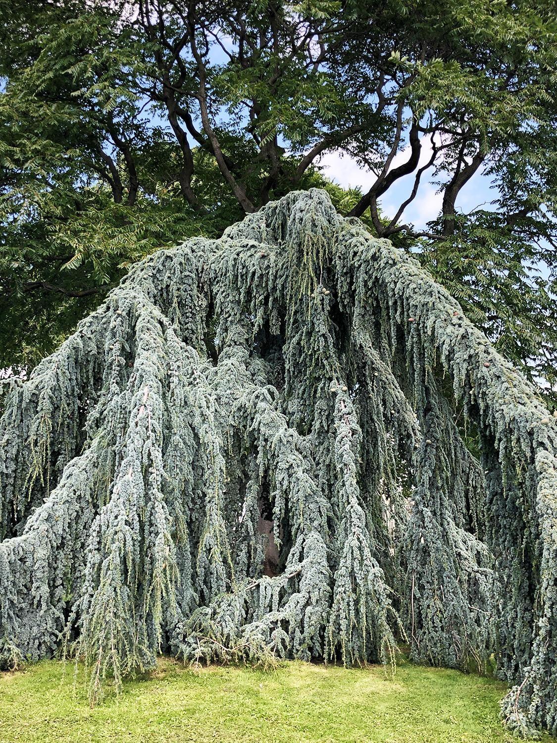 Cedrus Atlantica 'glauca' - View 6 from www redcrocus com
