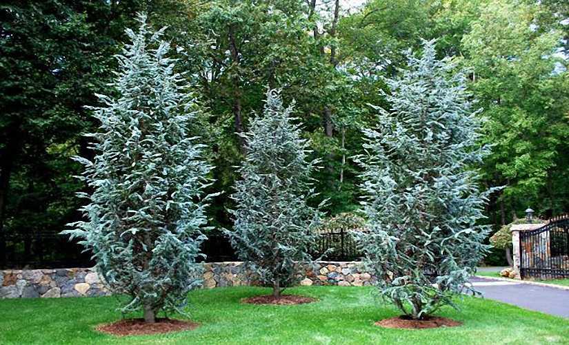 Cedrus Atlantica 'glauca' - View 7 from www redcrocus com