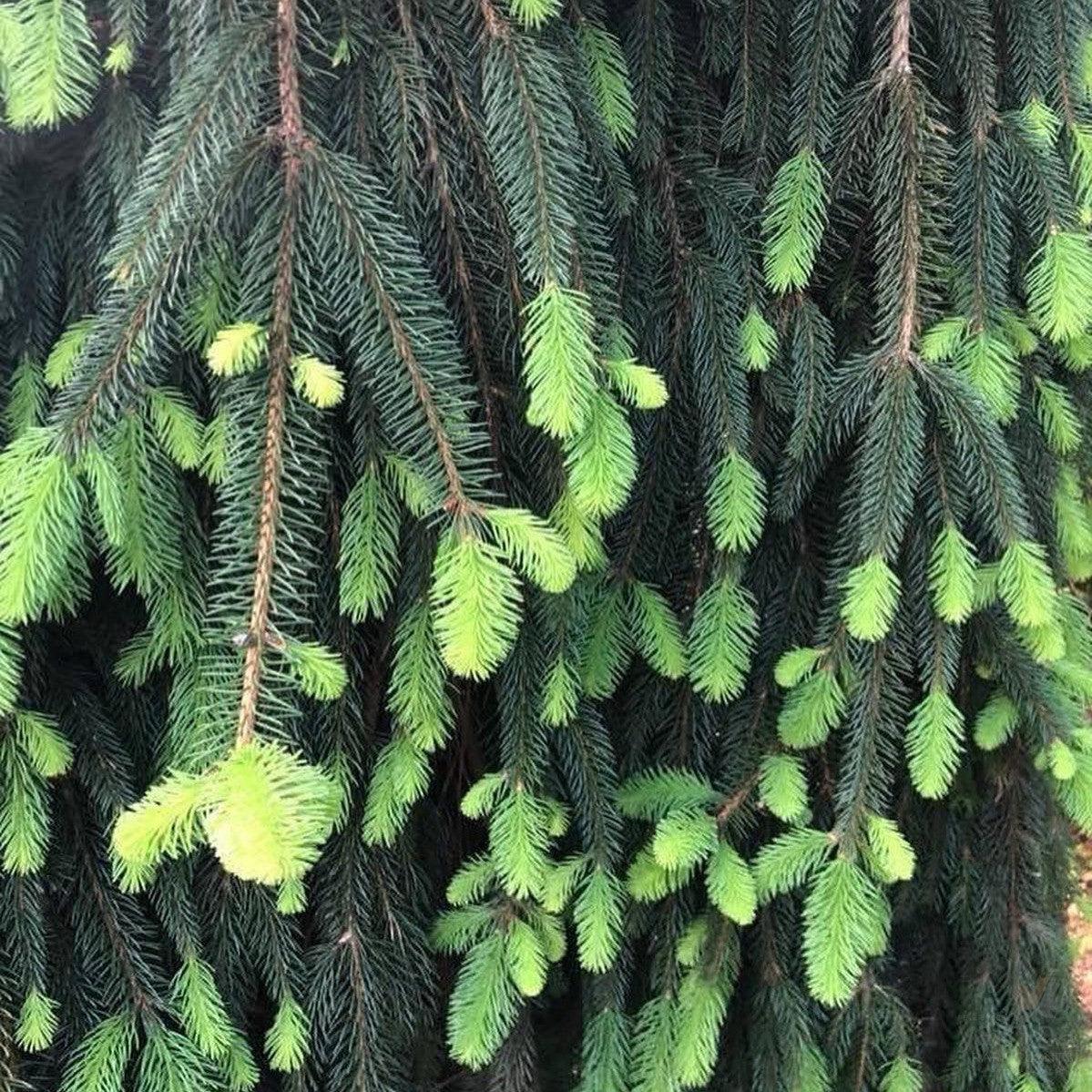 Picea Abies Pendula - View 16 from www redcrocus com