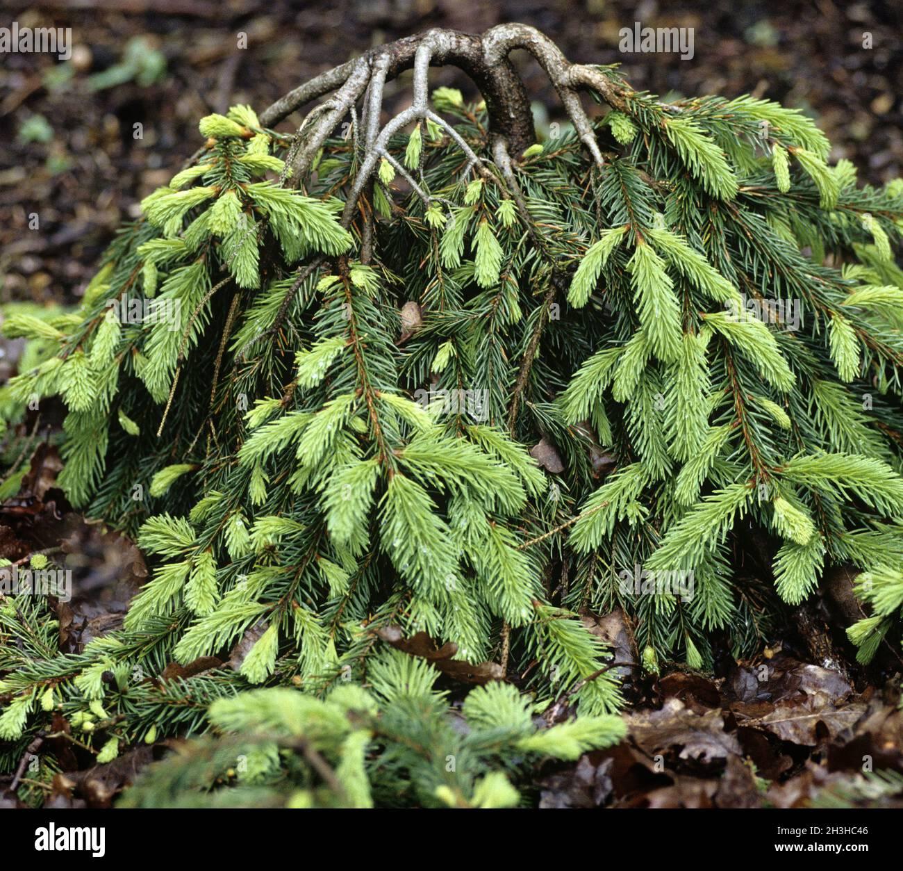 Picea Abies Pendula - View 21 from www redcrocus com