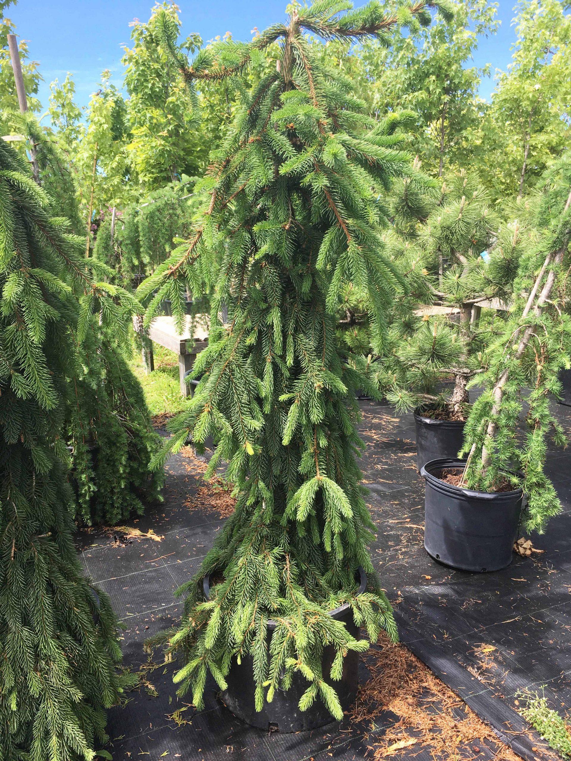 Picea Abies Pendula - View 8 from www redcrocus com