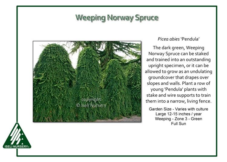 Picea Abies 'pendula' - View 12 from www redcrocus com