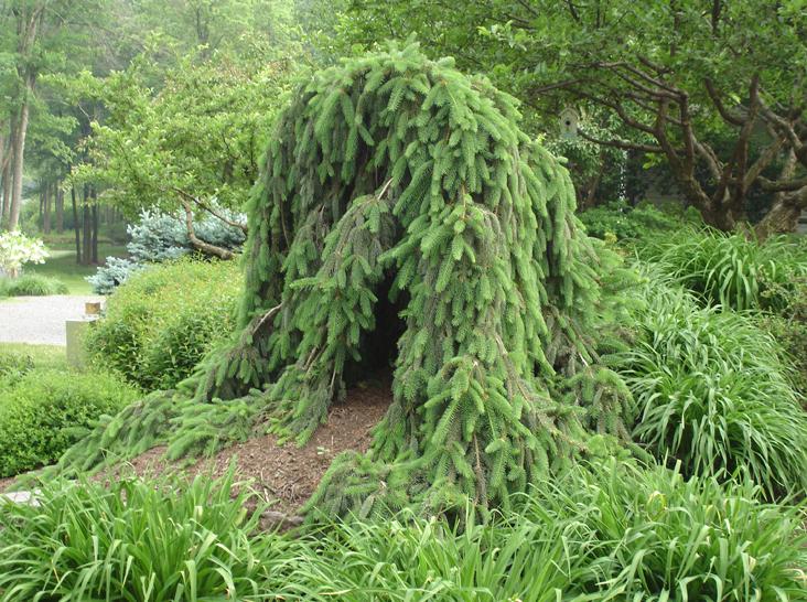 Picea Abies 'pendula' - View 22 from www redcrocus com