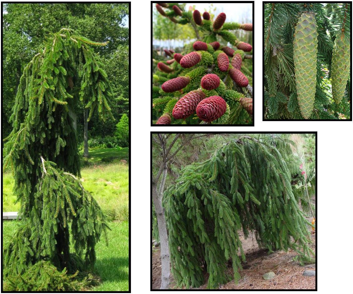 Picea Abies 'pendula' - View 23 from www redcrocus com
