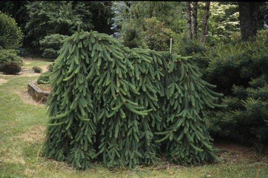 Picea Abies 'pendula' - View 24 from www redcrocus com