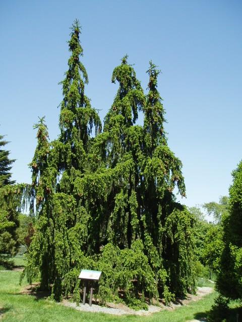 Picea Abies 'pendula' - View 27 from www redcrocus com